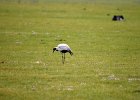 Jufferkraanvogel (demoiselle crane) (Grus virgo) op weg naar Orkhon Falls 16-08-2016 (2)